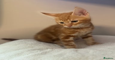Mixed Breed cats - Advert 4