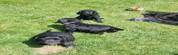 Cocker Spaniel dogs for sale: KC Working Bred Cocker Spaniel Puppies - Advert 10