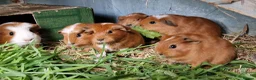 Guinea Pig rodents for sale: California x male and female Guinea pig babies  - Advert 1