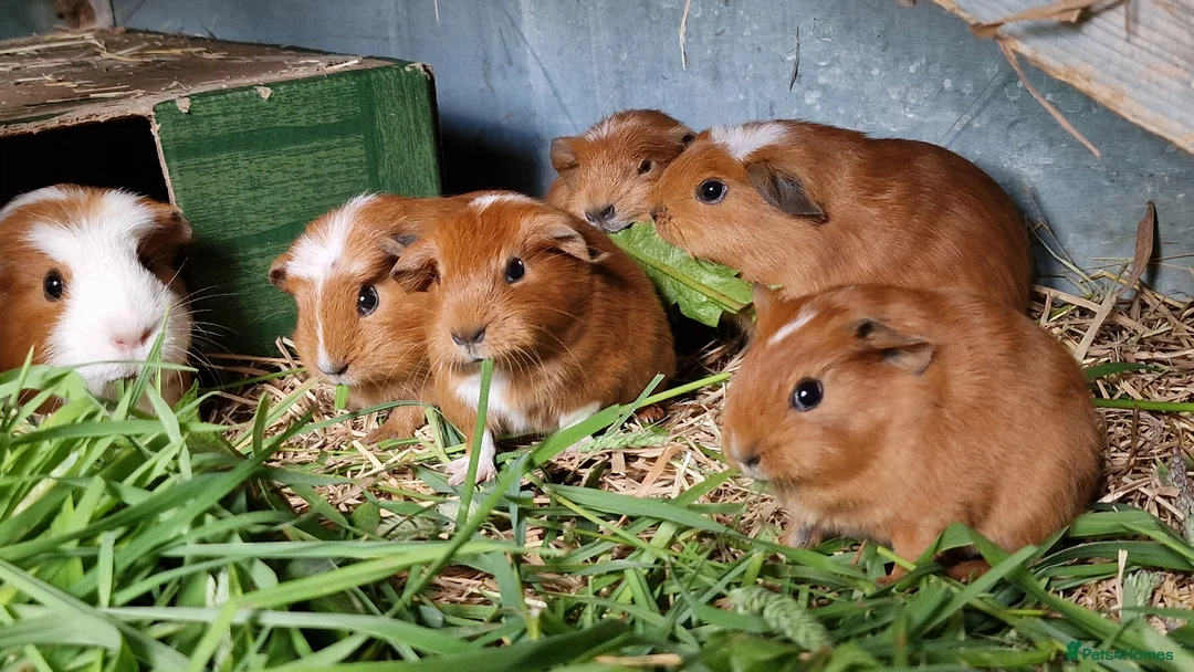 Guinea Pig rodents for sale: California x male and female Guinea pig babies  - Advert 1
