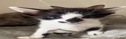Siamese cats for sale: Adorable GCCF reg Siamese and Oriental kittens - Advert 2