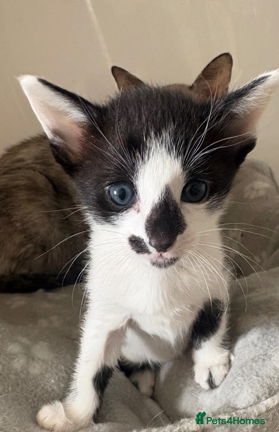 Siamese cats for sale: Adorable GCCF reg Siamese and Oriental kittens - Advert 2