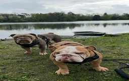 English Bulldog dogs for sale: English bulldog puppies  - Advert 9