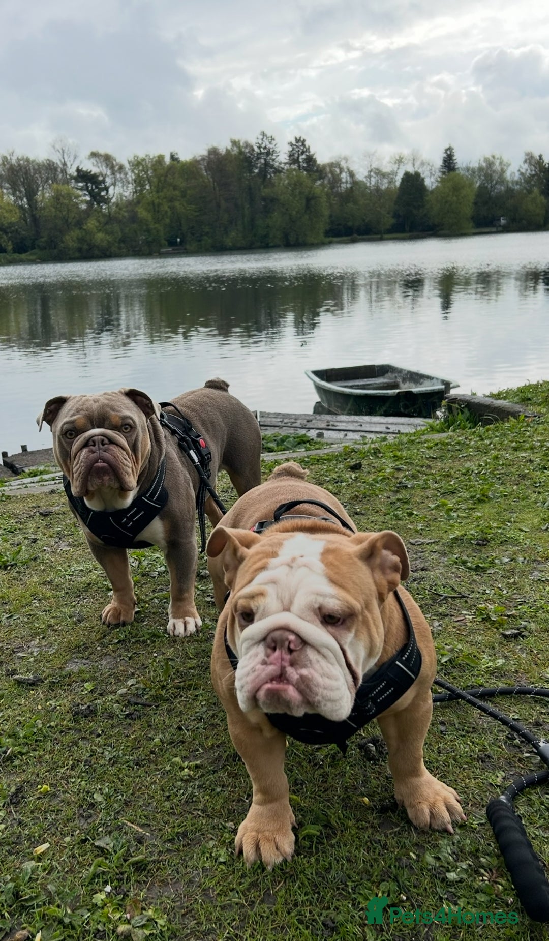 English Bulldog dogs for sale: English bulldog puppies  - Advert 9