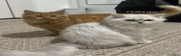 Mixed Breed cats for sale: yselly and yumi - Advert 4
