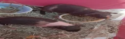 Guinea Pig rodents for sale:   skinny pigs - Advert 4
