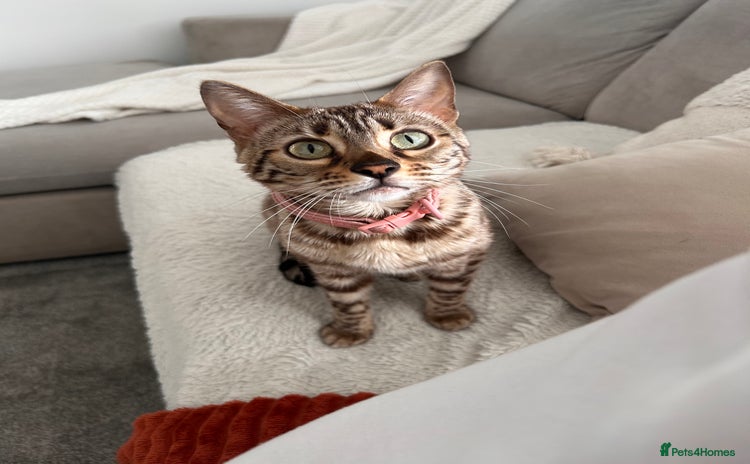 Bengal cats - Advert 4