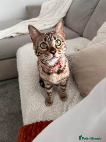 Bengal cats - Advert 2