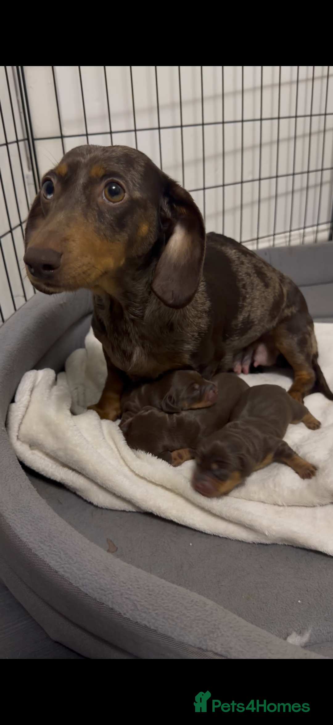 Miniature Dachshund dogs for sale: Stunning minature dachshunds  - Advert 4