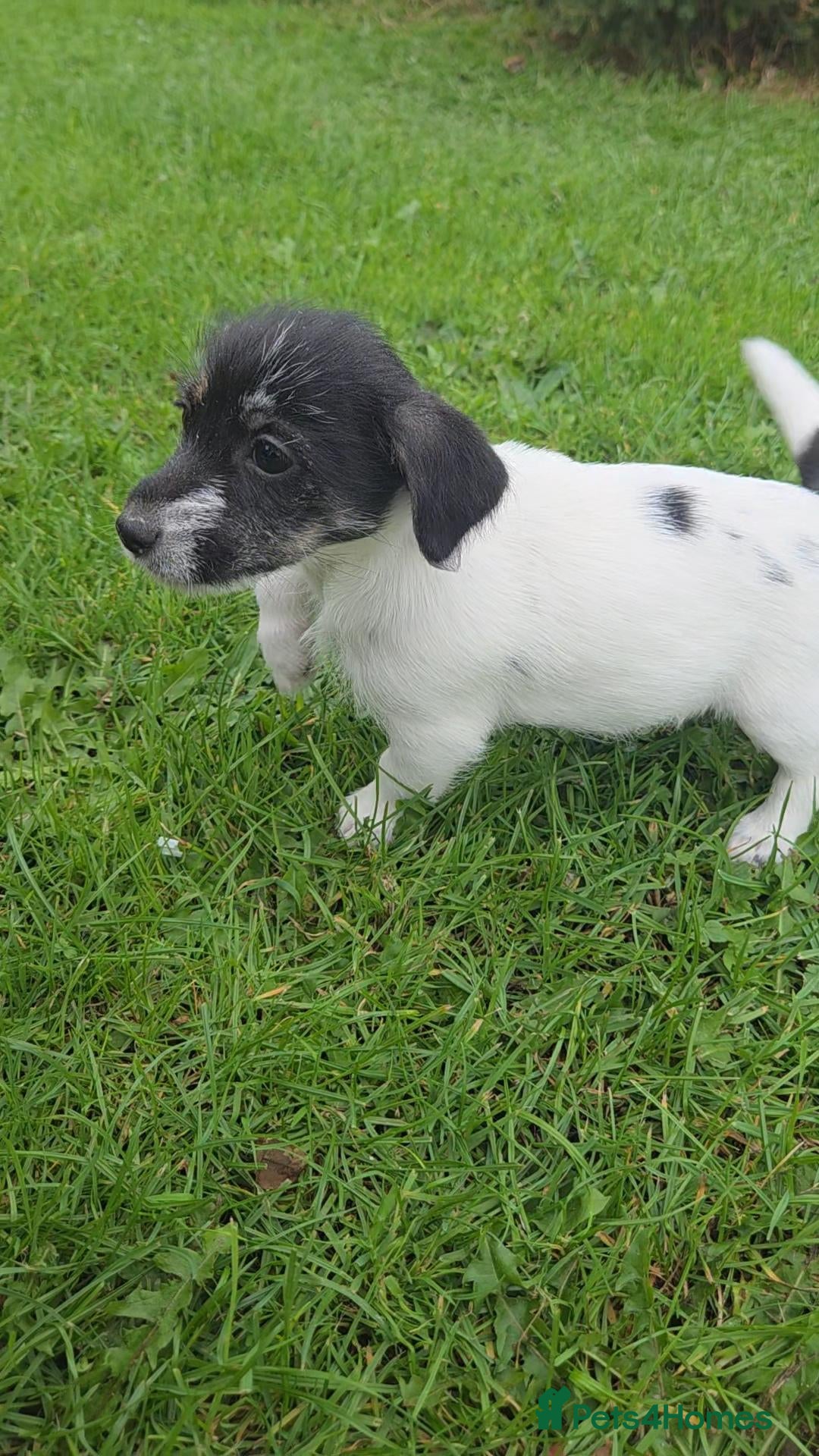 Jack Russell dogs for sale: Rough Coated Pure Bred Jack Russell  - Advert 2