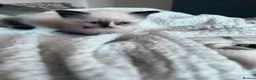 Ragdoll cats for sale: Beautiful ragdoll kittens  - Advert 8