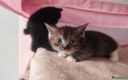 Munchkin cats for sale: Munchkin x Devon rex  - Advert 3