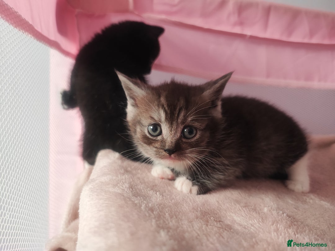 Munchkin cats for sale: Munchkin x Devon rex  - Advert 3