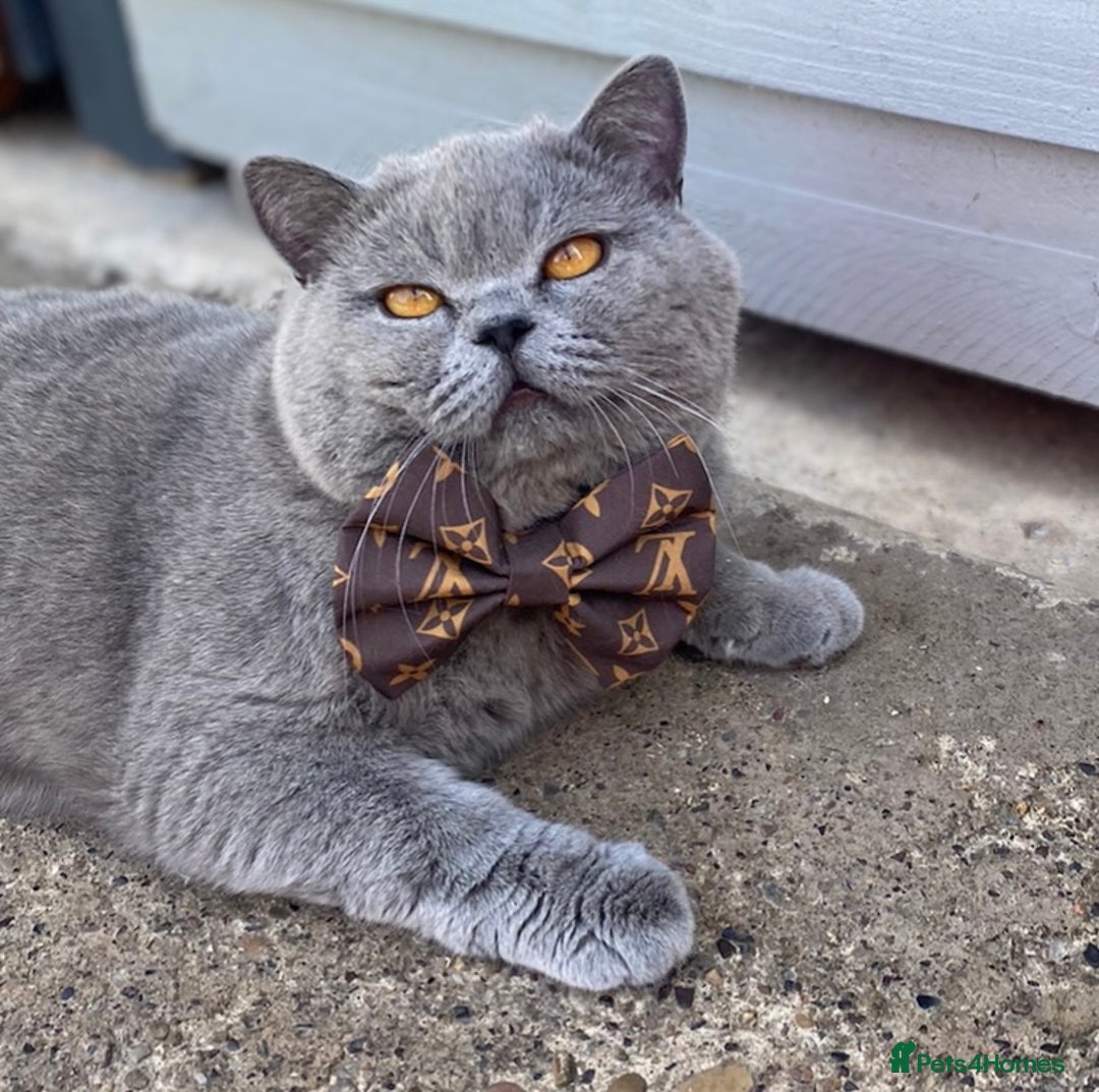 British Shorthair cats for stud: 👑🏆 CHAMPION BRED BLUE BOY FOR STUD 🏆👑 in Derby - Image 2