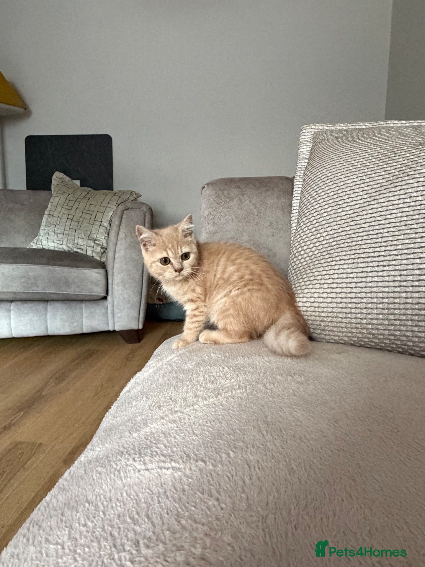 British Shorthair cats Gorgeous British shorthair kittens - Advert 7