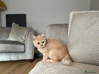British Shorthair cats Gorgeous British shorthair kittens - Advert 3