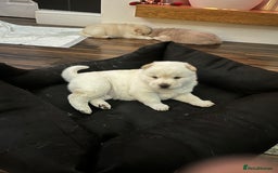 Siberian Husky dogs for sale: 3 fluffy chowski’s  - Advert 11