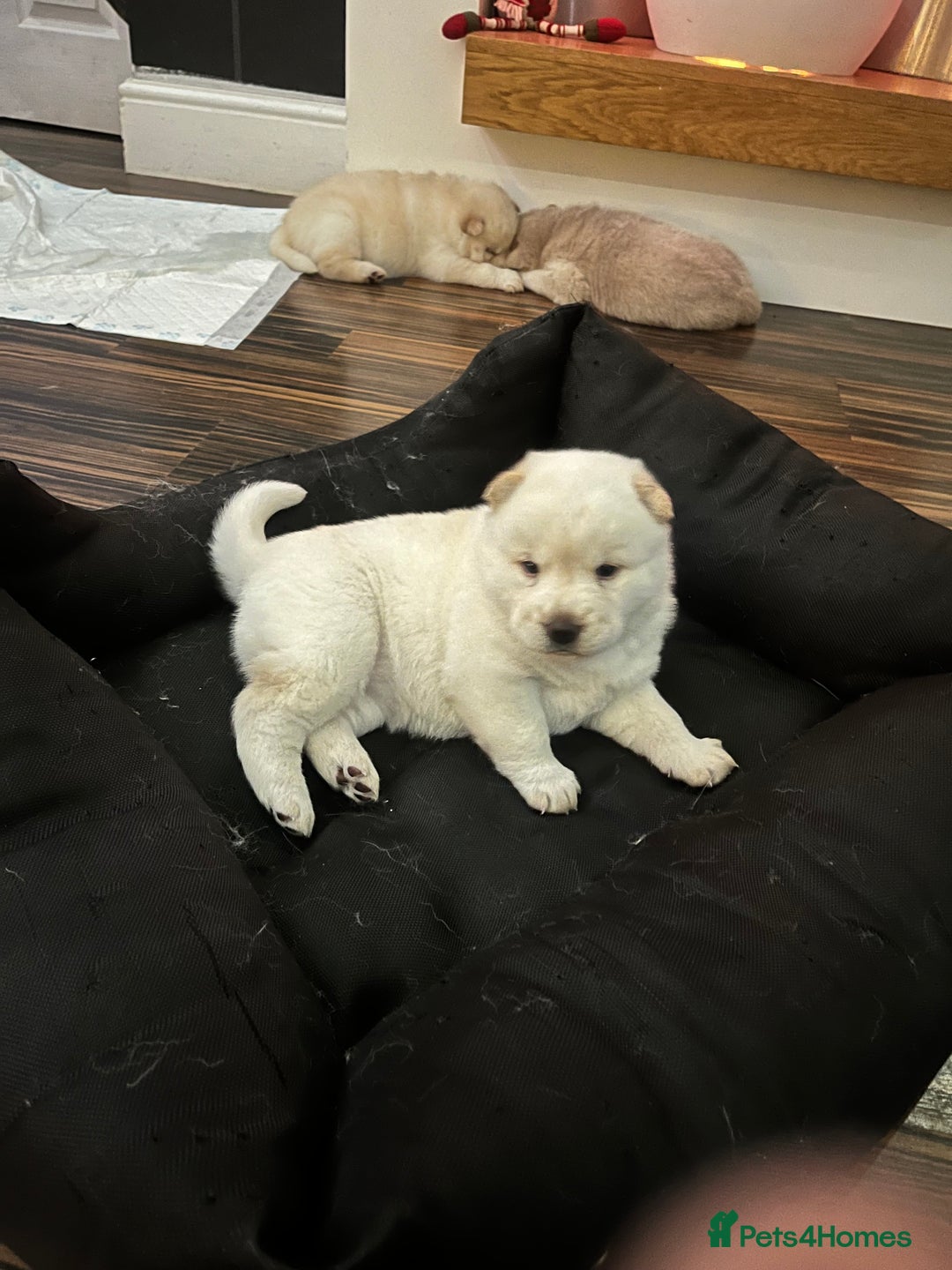 Siberian Husky dogs for sale: 3 fluffy chowski’s  - Advert 11