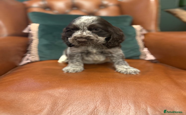 Cocker Spaniel dogs - Advert 2
