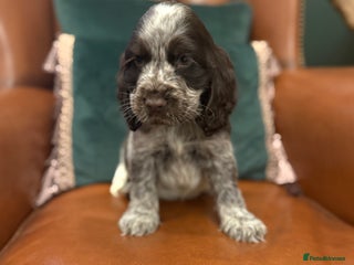 Cocker Spaniel dogs - Advert 24