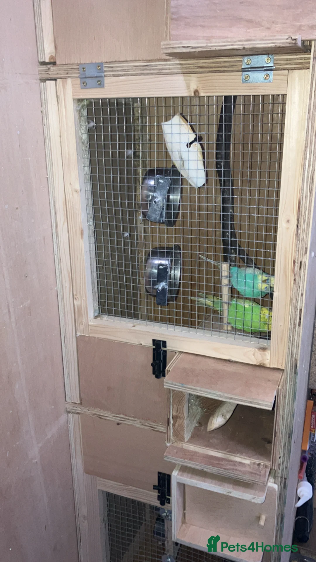 Budgerigars birds for sale: Budgies  - Advert 1