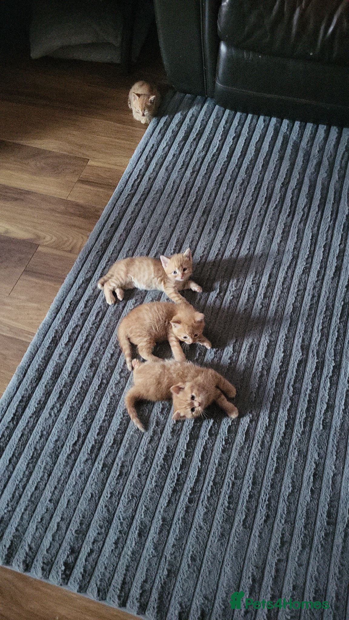 Mixed Breed cats Gorgeous mixed kittens for sale - Advert 19