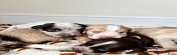 Cocker Spaniel dogs for sale: 7 STUNNING COCKER SPANIEL PUPS🩷🩵  - Advert 6