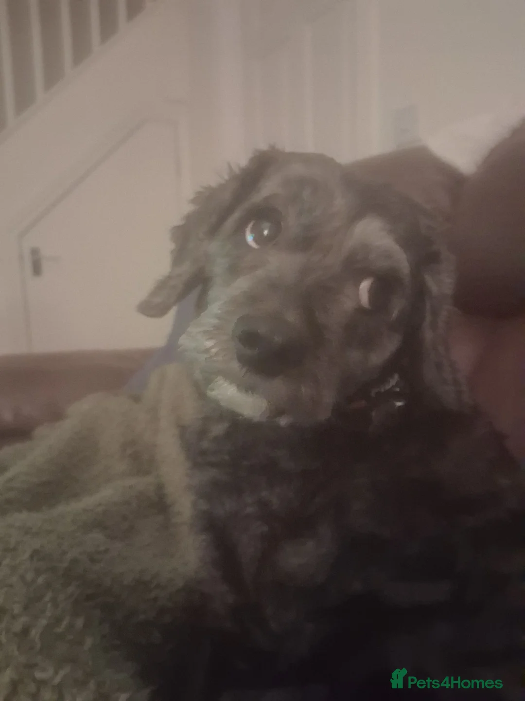 Mixed Breed dogs for sale: Energetic, loving and gentle boy - Advert 8