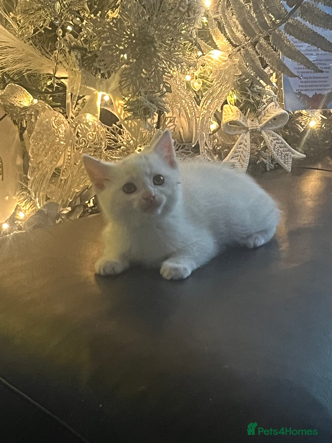 British Shorthair cats for sale: Beautiful Shorthair Kittens - Advert 3