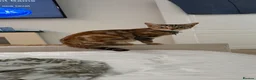 Bengal cats for sale: 🐾 2 Beautiful Bengal Cross Female Kittens  🐾 - Advert 8