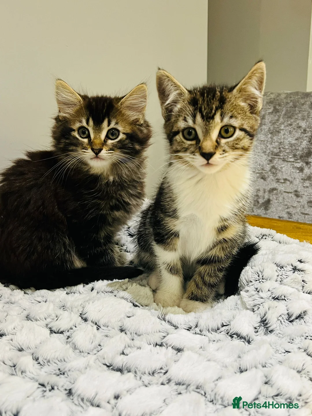 Mixed Breed cats for sale: Kittens 11 weeks old x3 - Advert 14