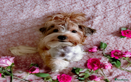 Yorkshire Terrier dogs for sale: White ocean Pearl Yorkshire terrier - Image 3