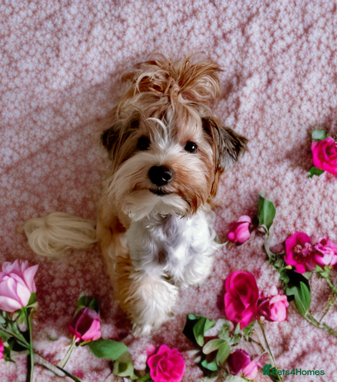 Yorkshire Terrier dogs for sale: White ocean Pearl Yorkshire terrier - Image 3