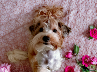 Yorkshire Terrier dogs Posh puppies😍😍 colorfull Yorkshire terrier🐶🐶🐶 - Advert 13