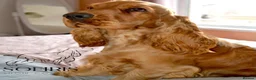 Cocker Spaniel dogs for sale: 100%show quality cocker spaniels - Advert 3
