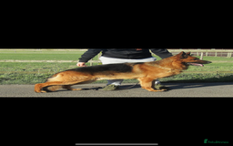 German Shepherd dogs for sale: *Quality GSD puppies for sale - Image 9