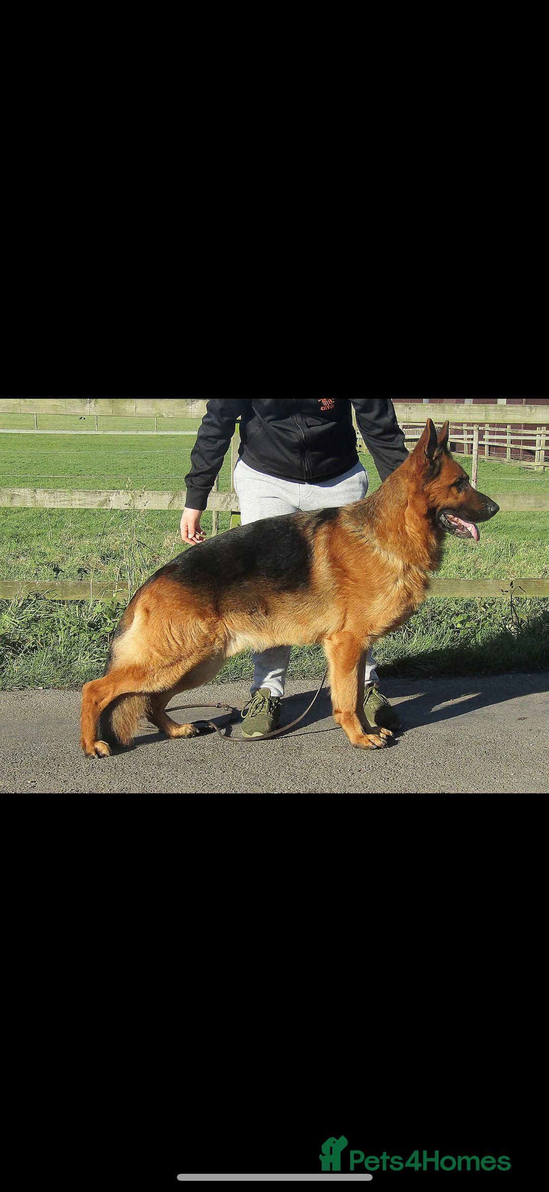German Shepherd dogs for sale: *Quality GSD puppies for sale - Image 9