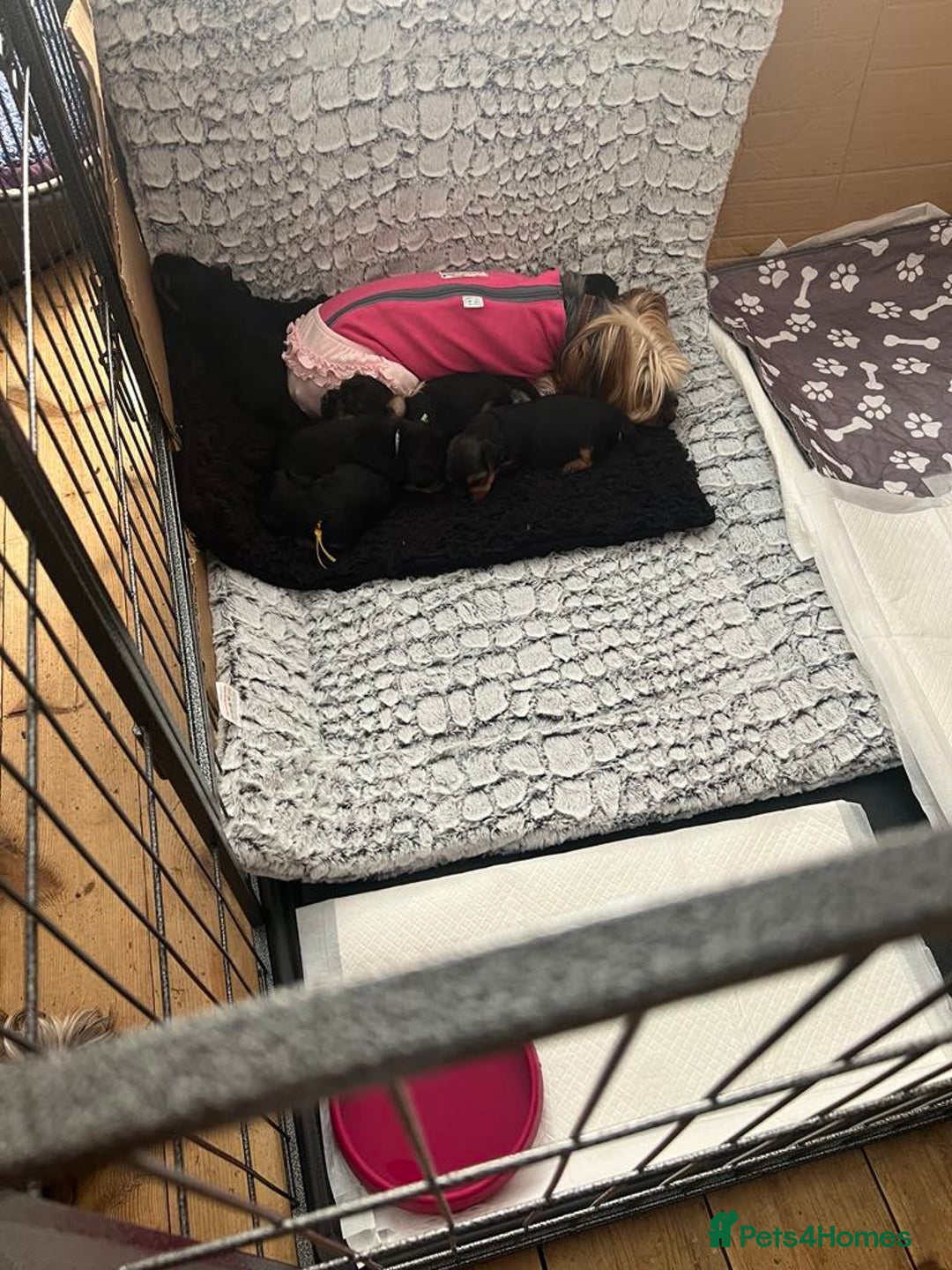 Yorkshire Terrier dogs for sale:  Yorkshire Terrier Puppies - Hampshire  - Image 13