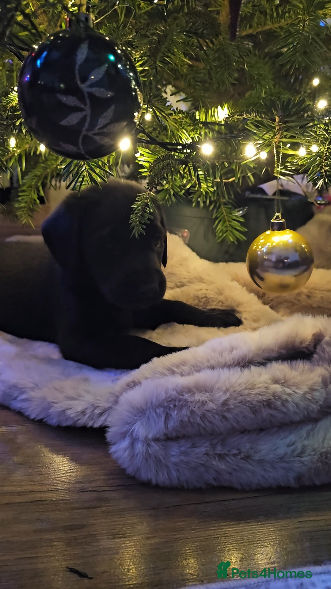 Labrador Retriever dogs for sale: 🐾 Labrador Puppies – Ready Early January 🐾 - Advert 25