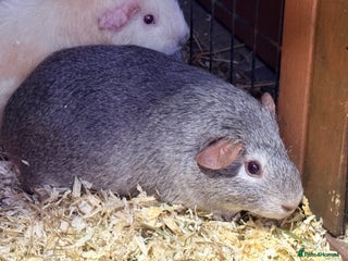 Guinea Pig rodents Guinea pigs and set up - Advert 17