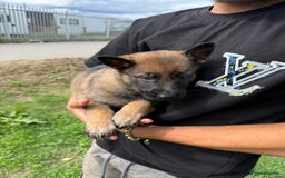 German Shepherd dogs for sale: Germany 🇩🇪 shepherd puppies dogs 🐕 big boned - Image 25
