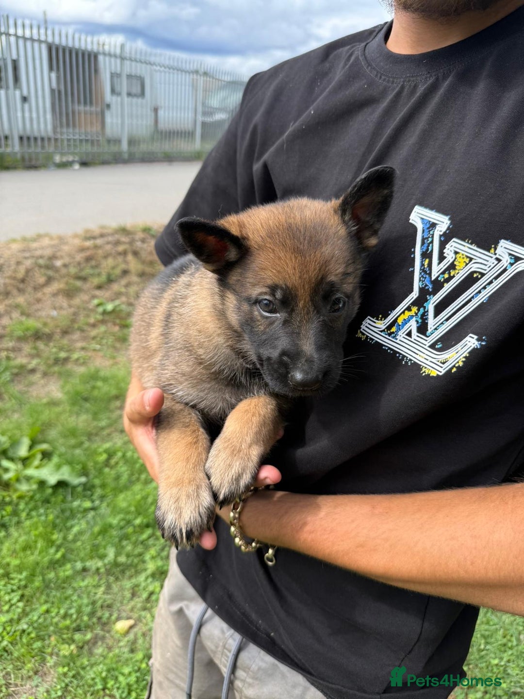 German Shepherd dogs for sale: Germany 🇩🇪 shepherd puppies dogs 🐕 big boned - Image 25