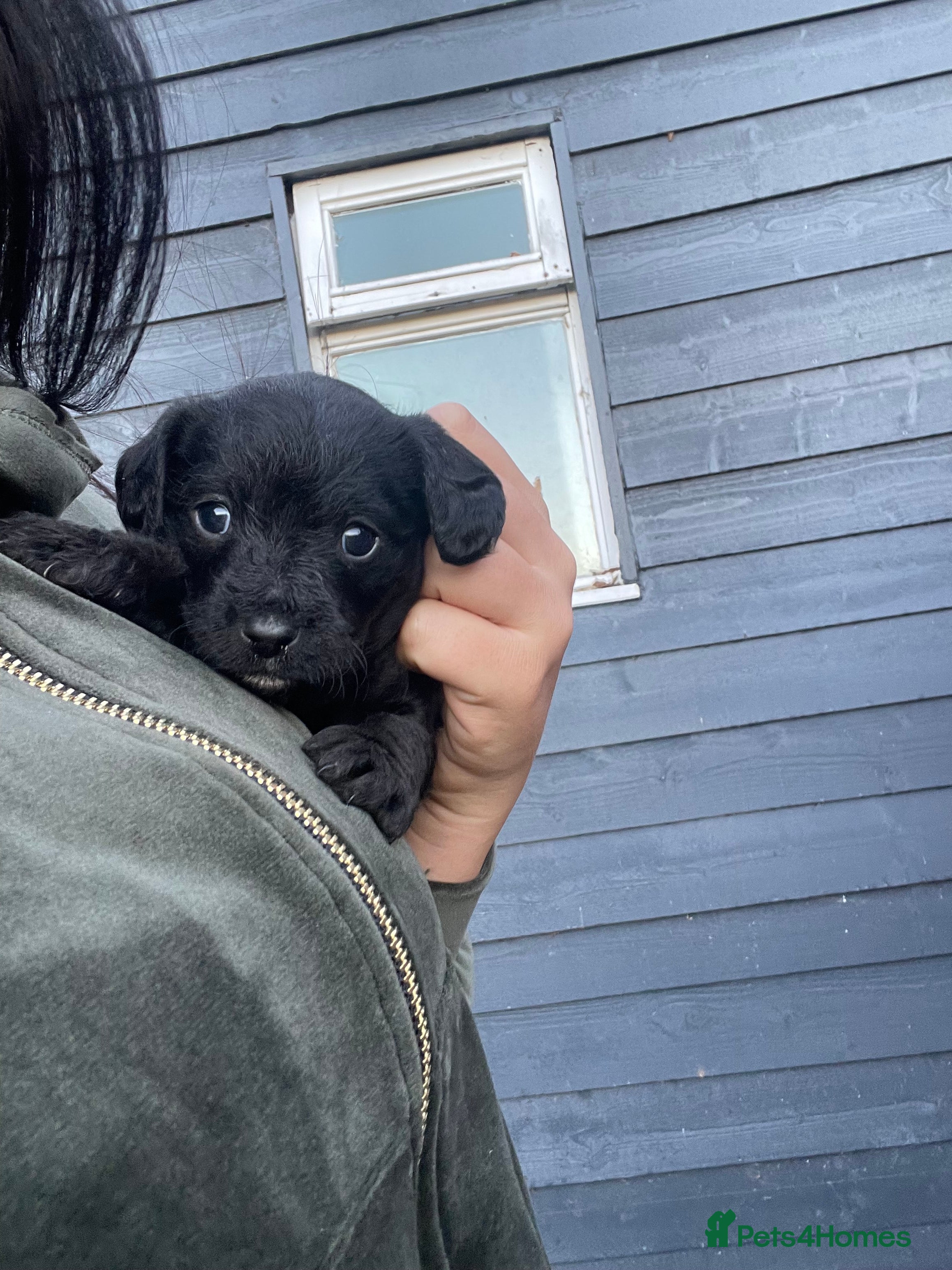 Mixed Breed dogs Doxie poo stunning puppies  - Advert 4