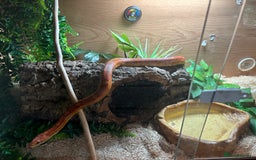 Corn Snake reptiles for sale: Corn Snake for Sale  - Image 3
