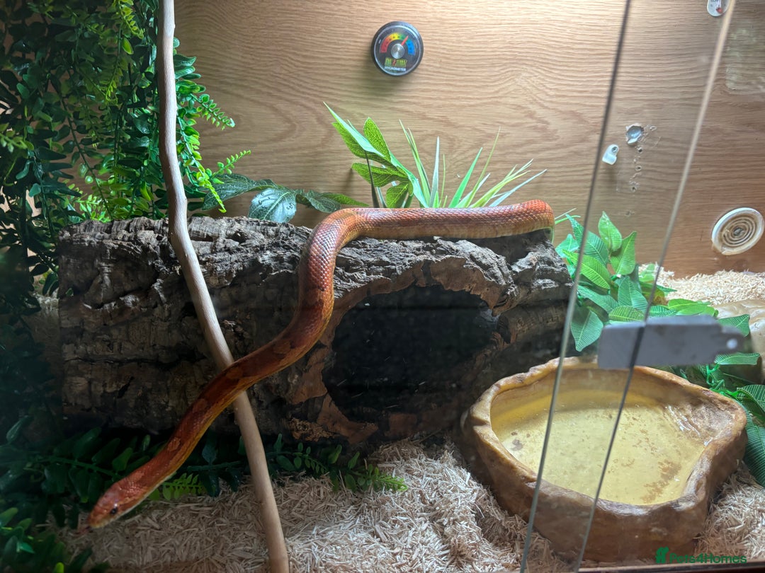 Corn Snake reptiles for sale: Corn Snake for Sale  - Image 3
