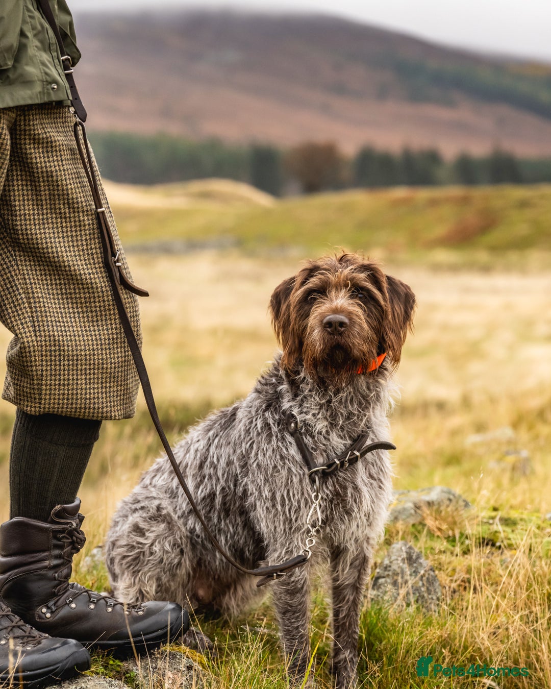 German Wirehaired Pointer dogs for sale: Pedigree GWP pups from strong working lines - Image 3