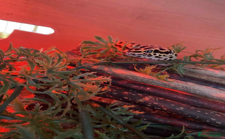 Leopard Gecko reptiles - Advert 4