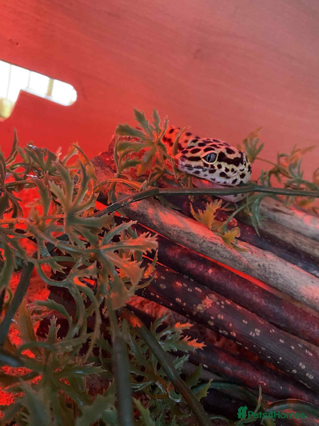 Leopard Gecko reptiles for sale: Leopard gecko  - Image 1