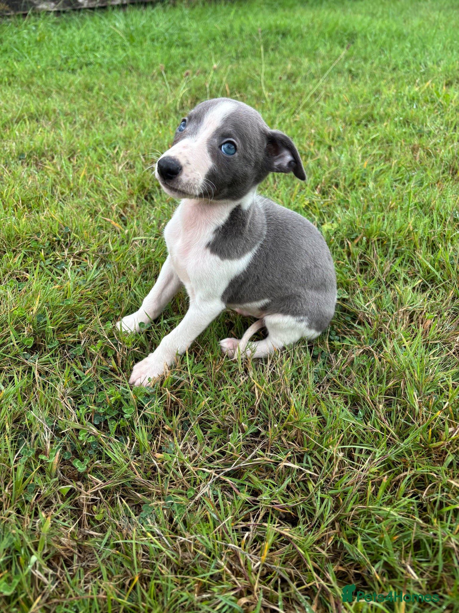 Whippet dogs Beautiful kc registered puppies - Advert 1