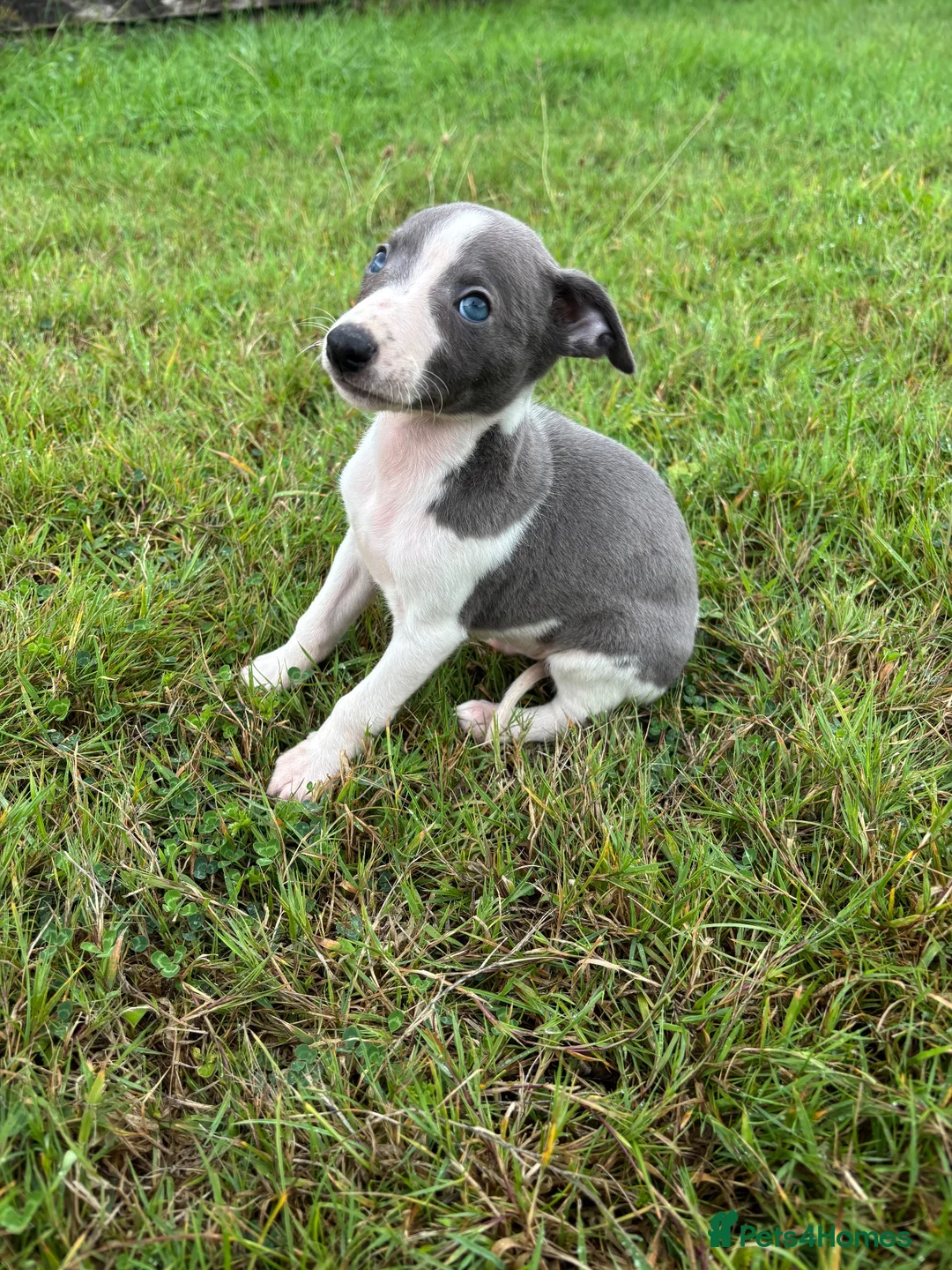 Whippet dogs for sale: Beautiful kc registered puppies - Advert 1